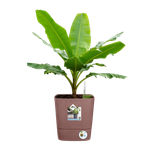 greensense aqua care square 30cm clay brown